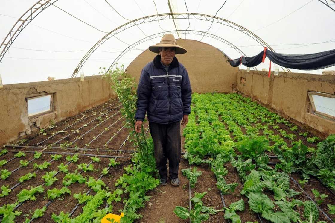Greenhouse production is limited to much smaller areas, meaning growers might produce enough for their own use, but not enough to sell Greenhouse production is limited to much smaller areas, meaning growers might produce enough for their own use, but not enough to sell