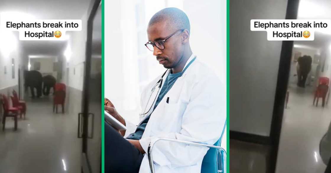 TikTok video captures the surprising entrance of two elephants into an unknown hospital TikTok video captures the surprising entrance of two elephants into an unknown hospital