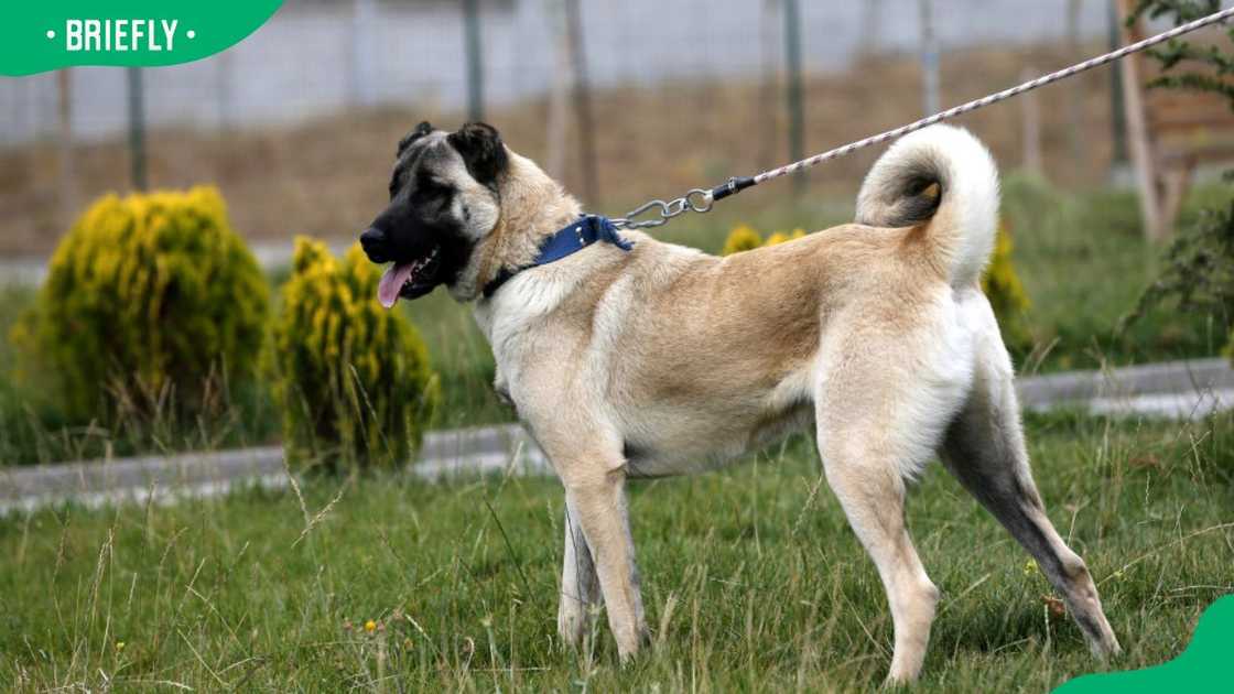 A Kangal Shepherd having a good time with its owner