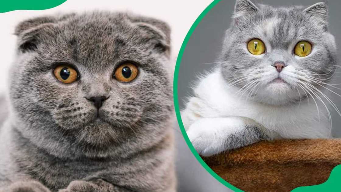 Scottish fold cat breed