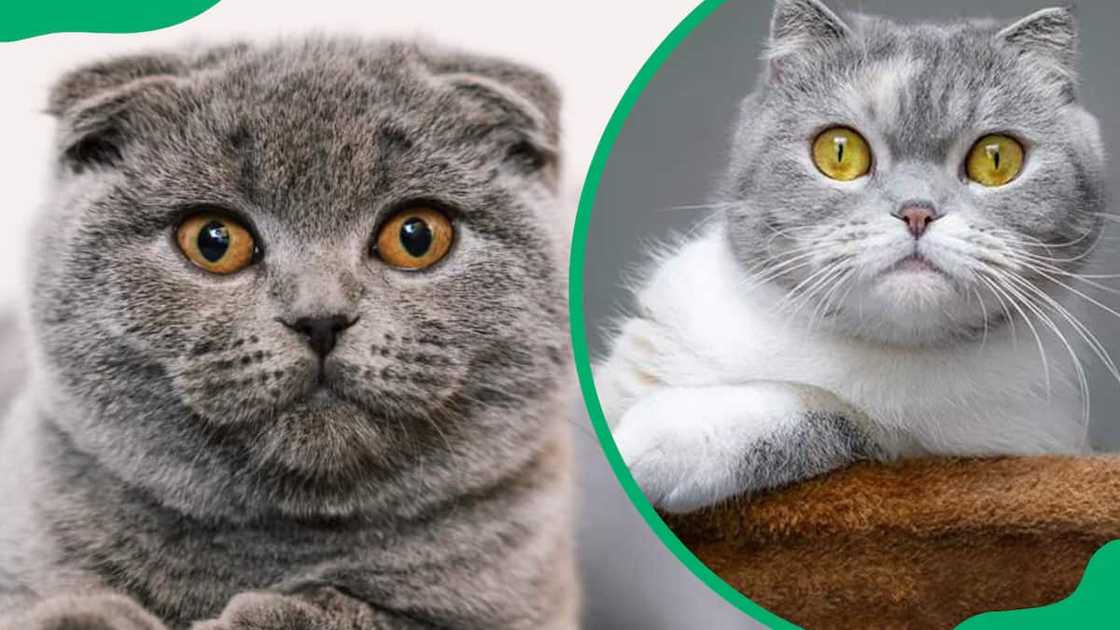 Scottish fold cat breed Scottish fold cat breed