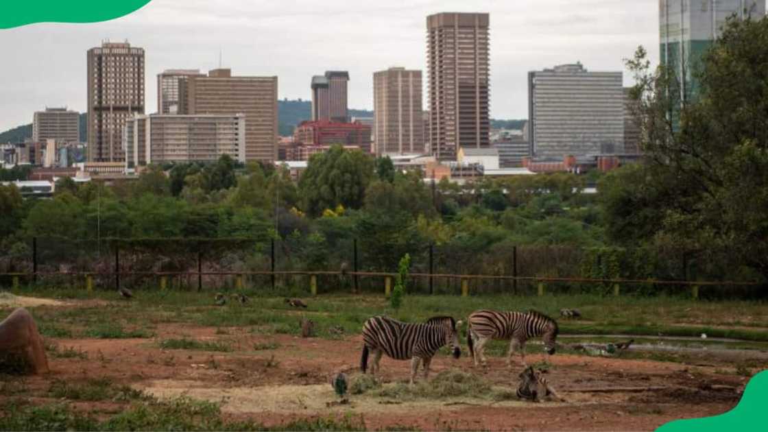 zoos in gauteng