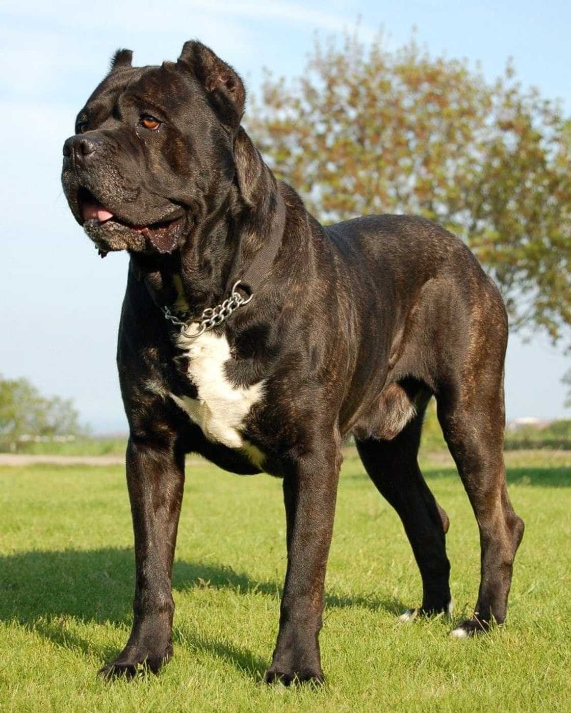 World's strongest dog breed