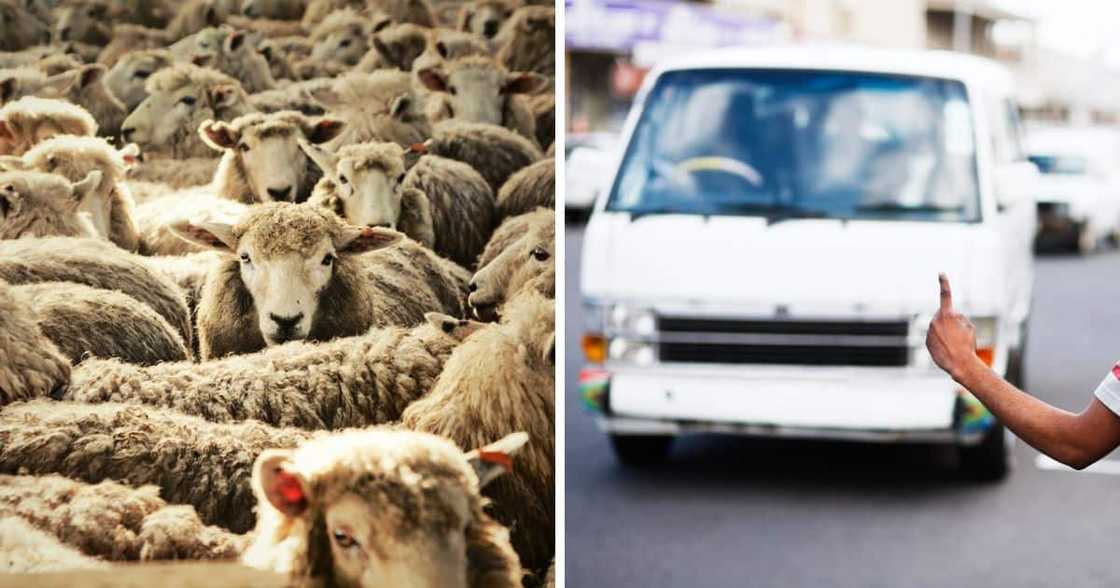 sheep, theft, north west sheep, theft, north west