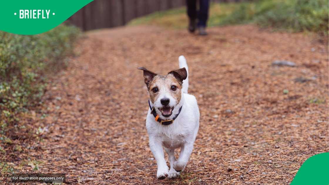From neighbour approvals for extra pets to mandatory leashing, Cape Town is tightening its pet ownership rules