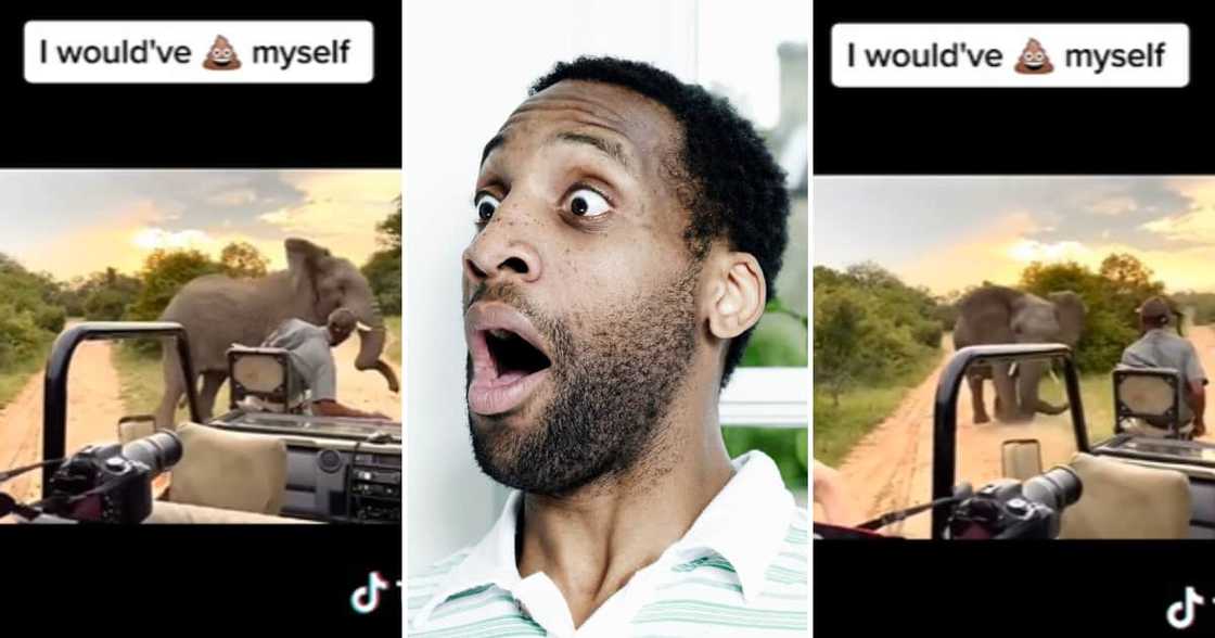 TikTok video of elephant charging TikTok video of elephant charging