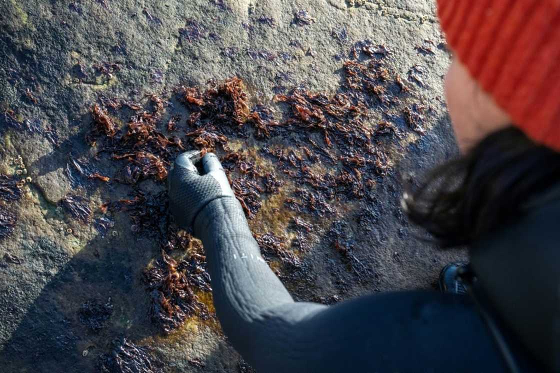 The company hand-picks 11 tonnes of seaweed a year The company hand-picks 11 tonnes of seaweed a year