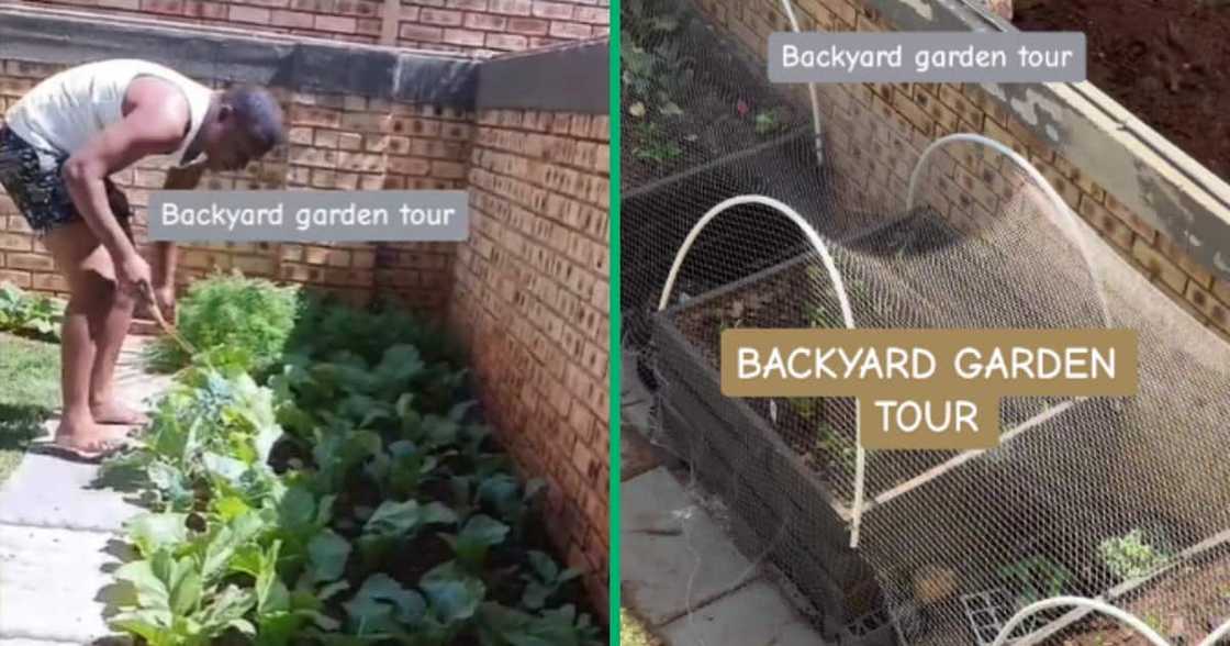 TikTok, farming, Mzansi, Venda TikTok, farming, Mzansi, Venda