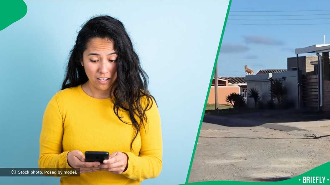 A dog standing on a wall stunned the internet. A dog standing on a wall stunned the internet.