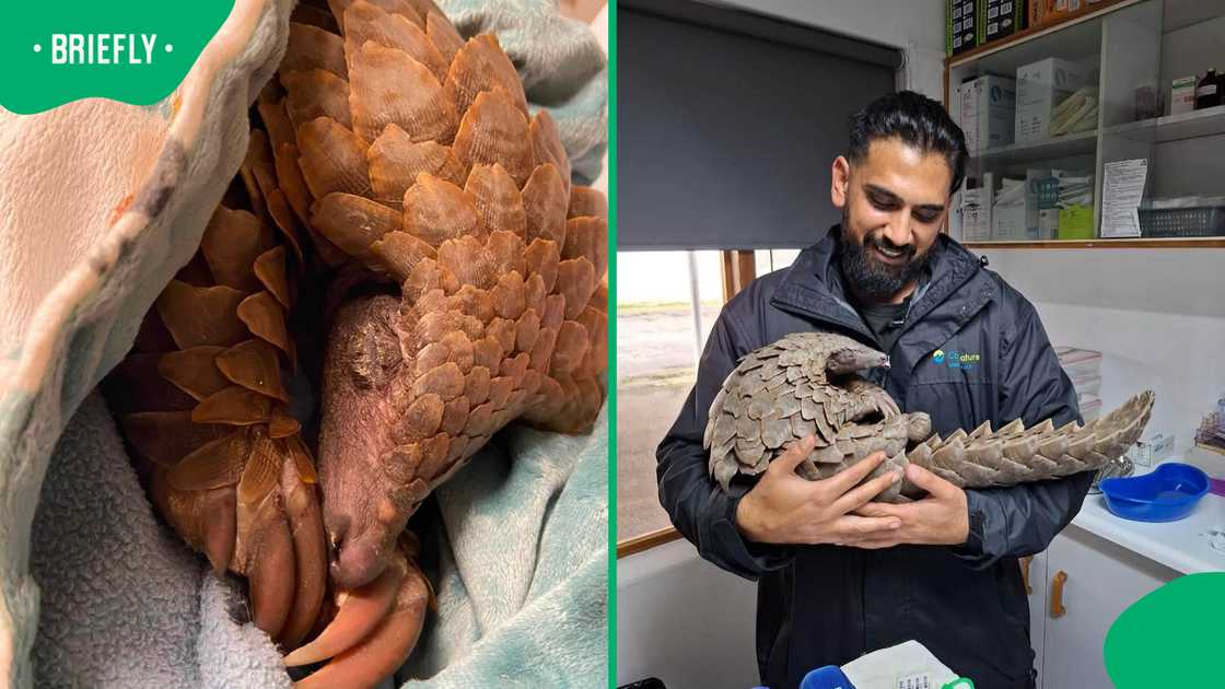 Percival the pangolin rescued in emotional Mandela Day wildlife mission Percival the pangolin rescued in emotional Mandela Day wildlife mission