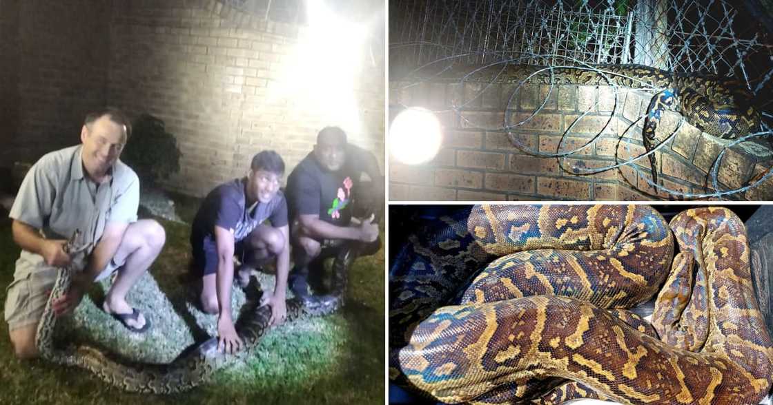 Nick Evans rescues a huge python that was very far from home Nick Evans rescues a huge python that was very far from home