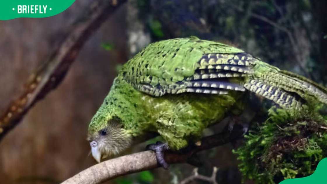 A close-up shot of Sirocco the Kakapo A close-up shot of Sirocco the Kakapo