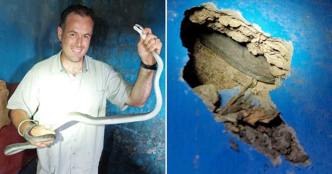Nick Evans, black mamba, hiding in wall, Inanda Nick Evans, black mamba, hiding in wall, Inanda