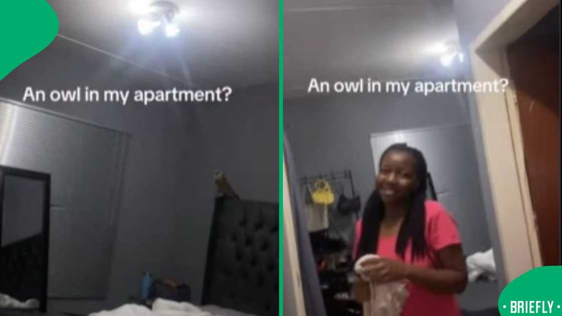 The shocked pair stood inside their apartment, reacting in disbelief after spotting an owl indoors