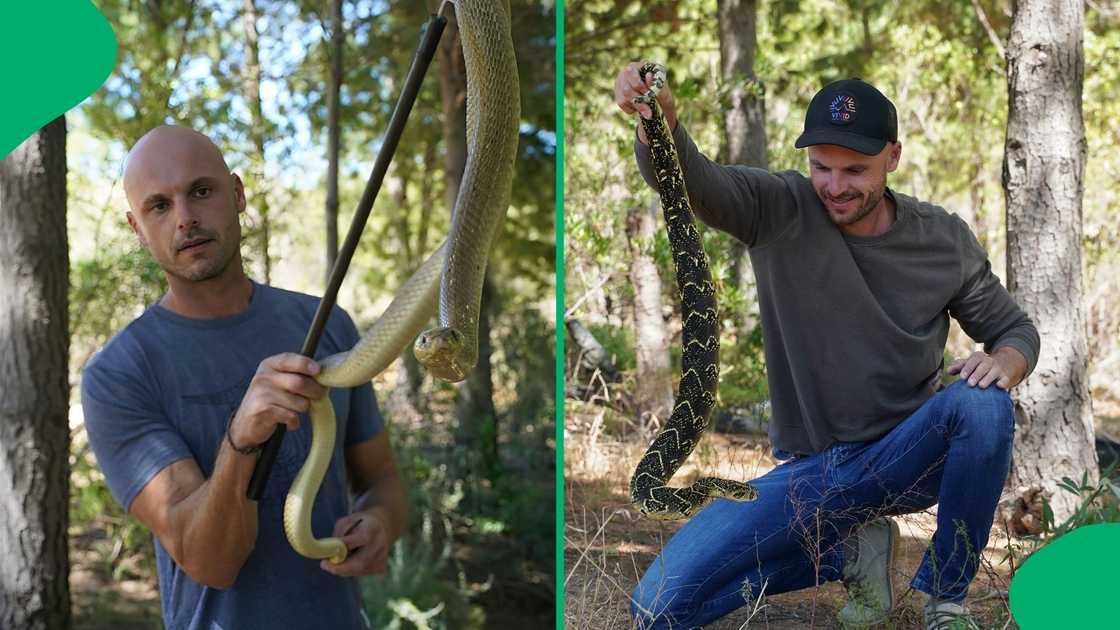 A man posted a video about catching a boomslang that went viral. A man posted a video about catching a boomslang that went viral.
