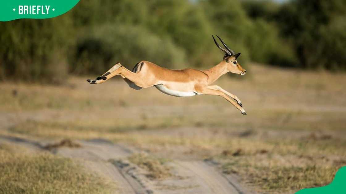 A leaping impala A leaping impala