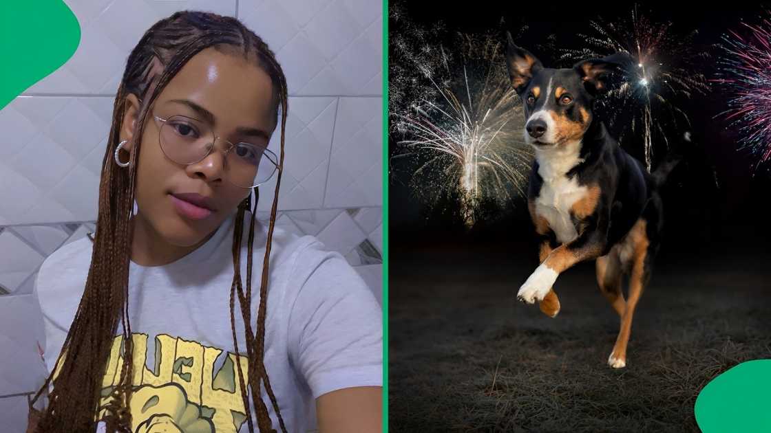 A woman captured her dog's excitement about New Year Eve's fireworks