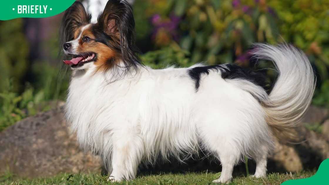 Papillon dog breed Papillon dog breed