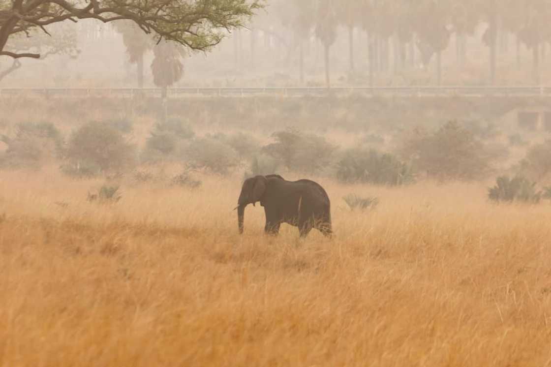 Critics say the project -- which partly stretches into Murchison Falls National Park, a protected area -- threatens one of Africa's most fragile ecosystems and the livelihoods of tens of thousands of people Critics say the project -- which partly stretches into Murchison Falls National Park, a protected area -- threatens one of Africa's most fragile ecosystems and the livelihoods of tens of thousands of people