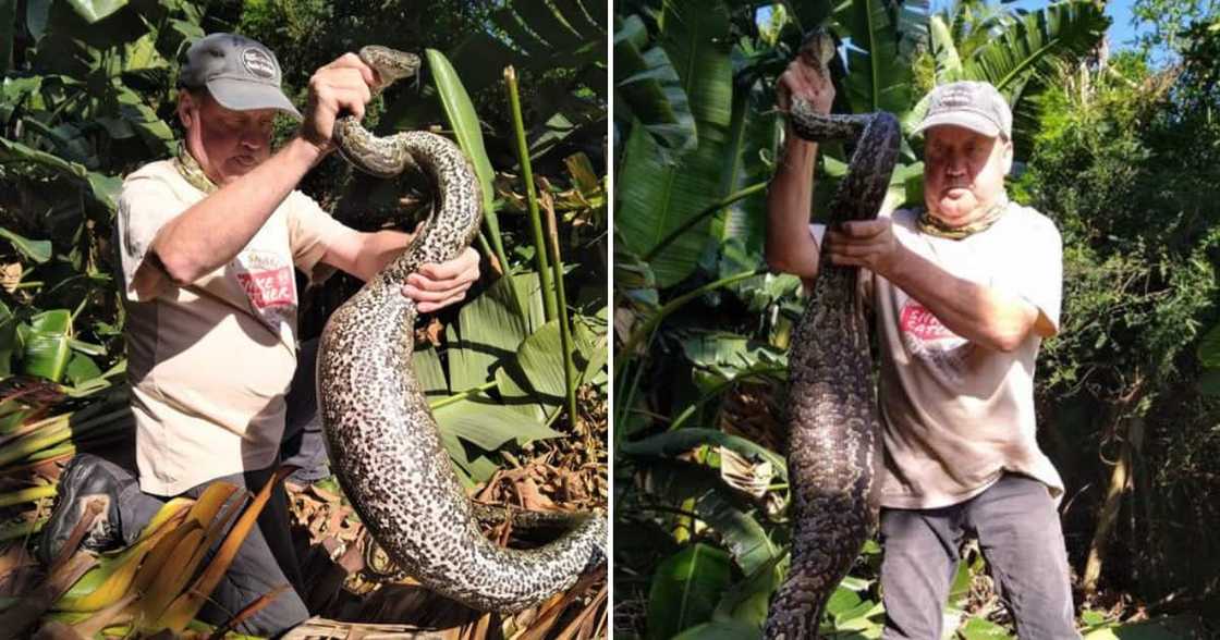 Sarel van der Merwe holding a huge Southern African python