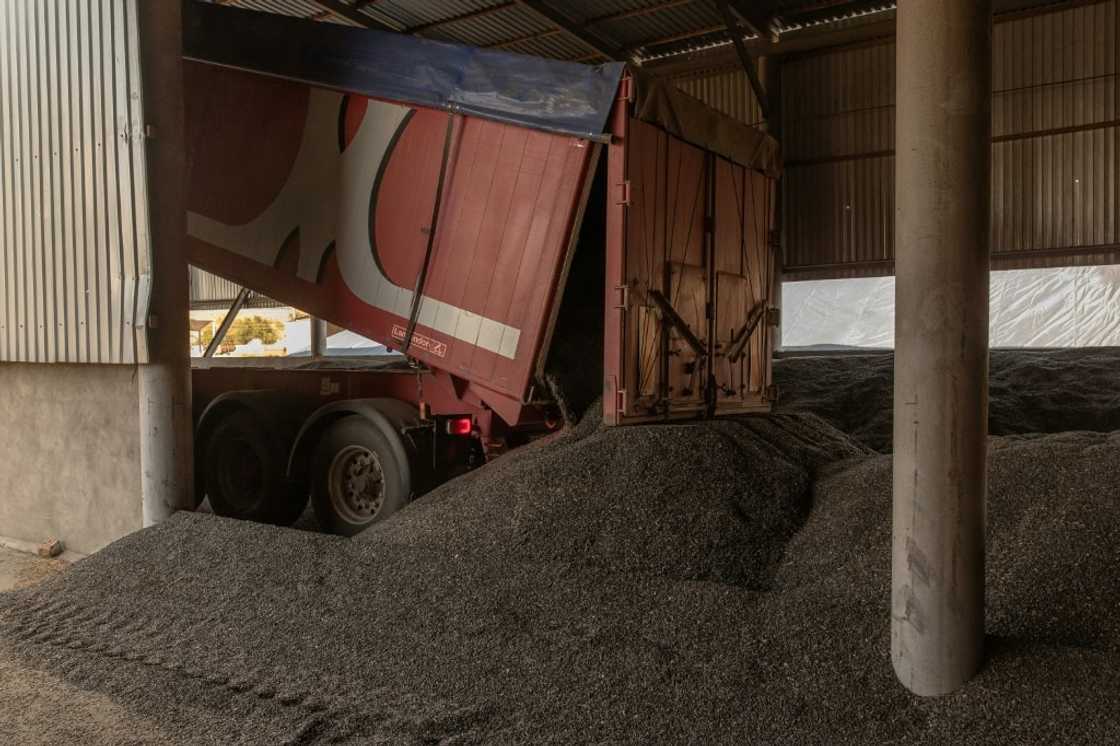 Sunflower seeds at a collection point, outside Kryvyi Rig