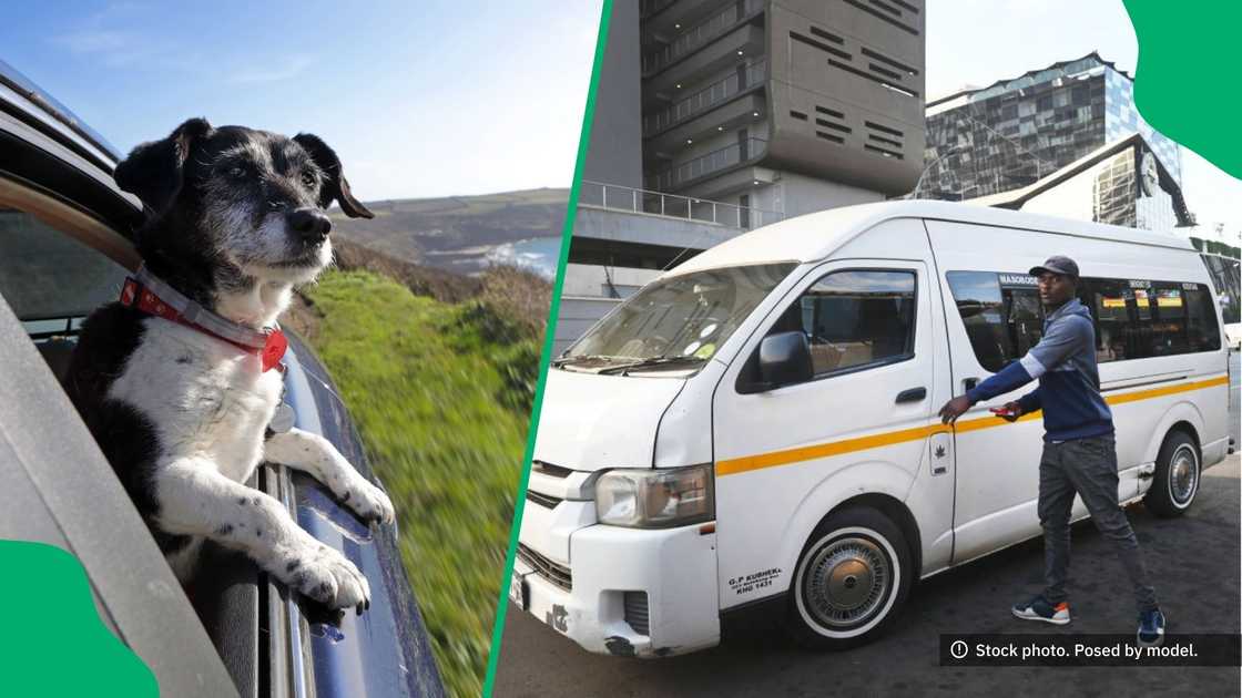 A video showed an adorable dog as a passenger in a taxi.