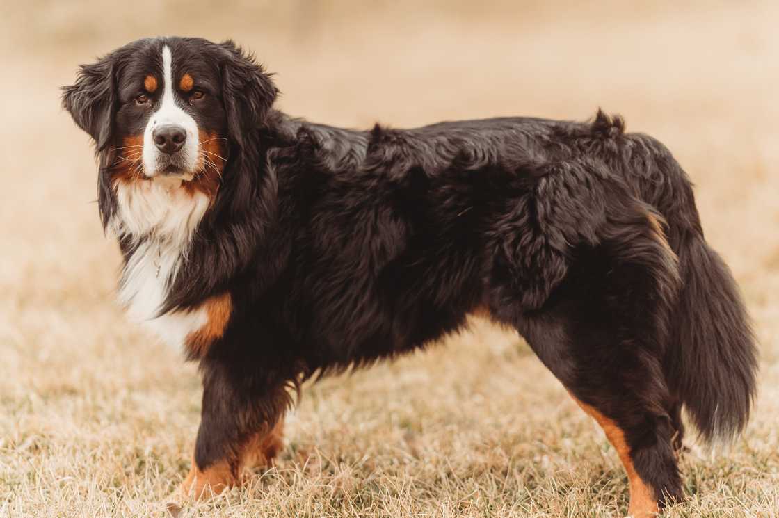 A beautiful Bernese Mountain Dog Stands in the grass in a late winter shoot.