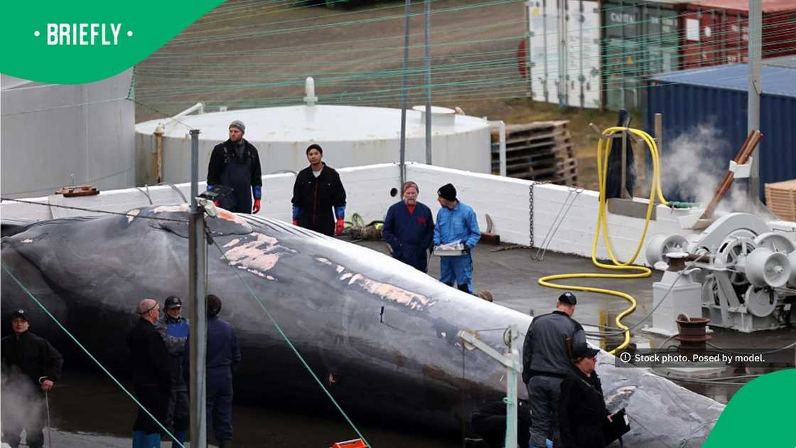 The first two whales that were killed were brought to the processing centre in Hvalfjörður The first two whales that were killed were brought to the processing centre in Hvalfjörður