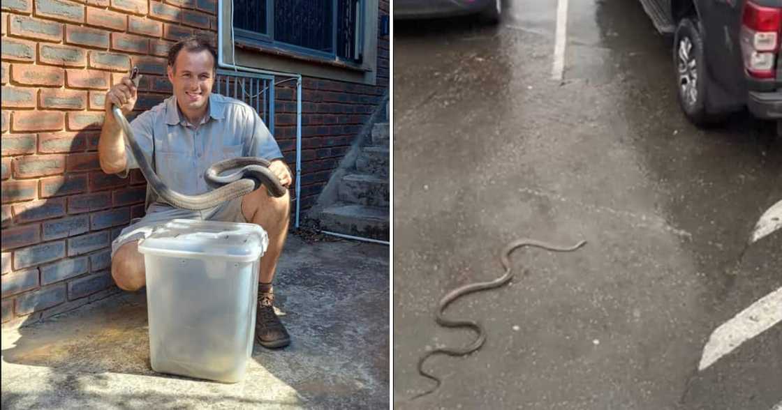 Snake rescuer Nick Evans rescued a badly injured black mamba from a busy restaurant. Snake rescuer Nick Evans rescued a badly injured black mamba from a busy restaurant.