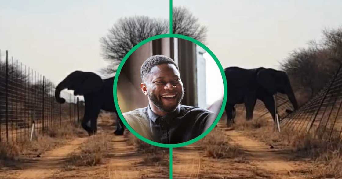 Two elephants skip Botswana border into South Africa, making TikTok users laugh Two elephants skip Botswana border into South Africa, making TikTok users laugh