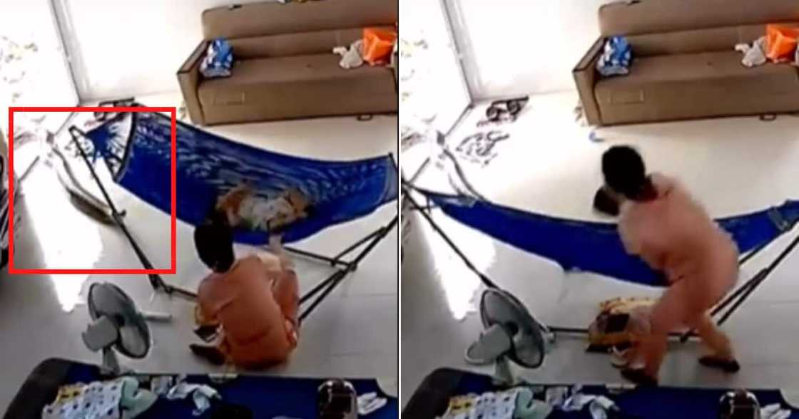 Video, clip, snake, baby, mother Video, clip, snake, baby, mother