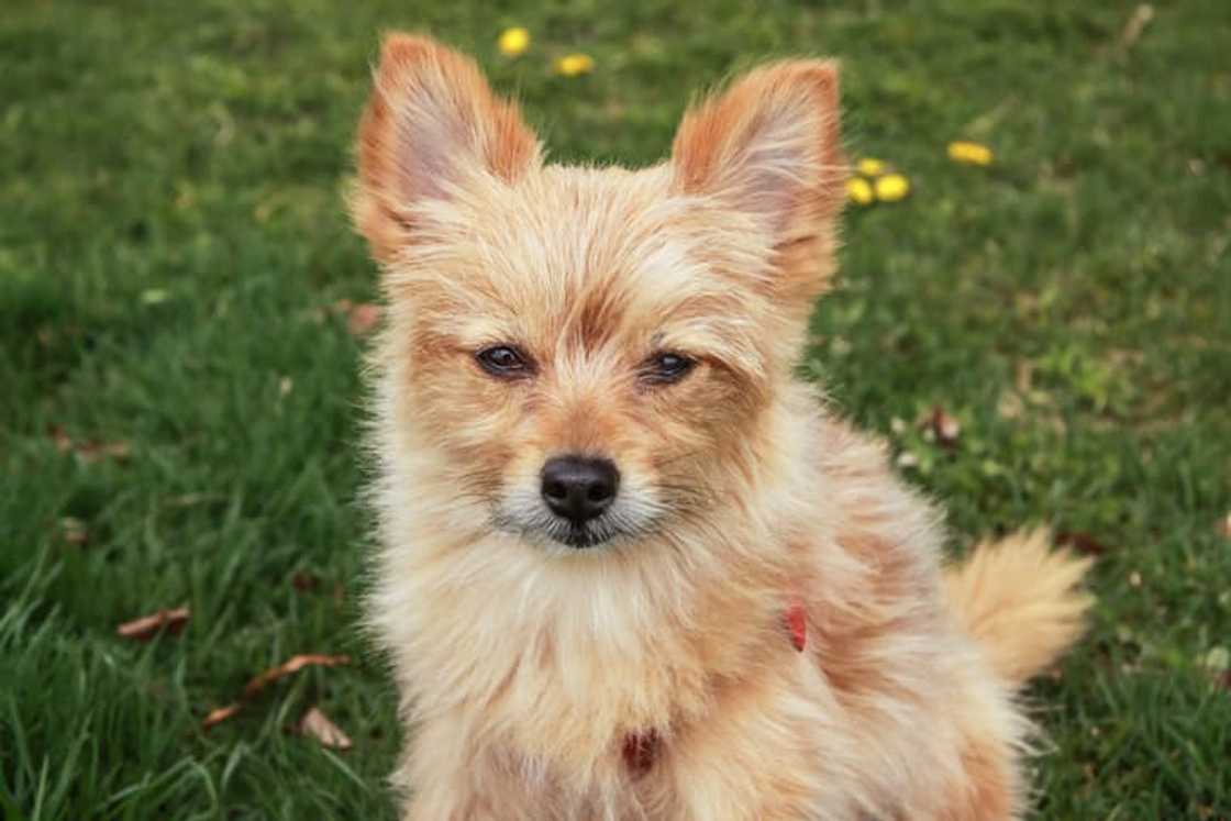 Yorkshire Terrier Yorkshire Terrier