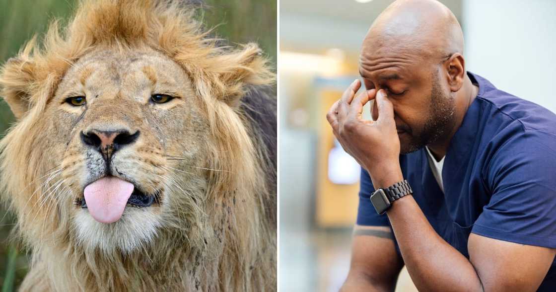 Rescuers are looking for a lion on the loose in the Hartbeespoort Dam area Rescuers are looking for a lion on the loose in the Hartbeespoort Dam area