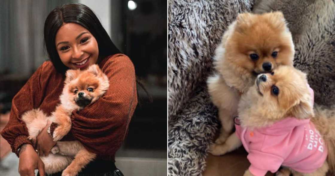 Boity Thulo, Asante and Sana, fur baby, dogs. Boity Thulo, Asante and Sana, fur baby, dogs.