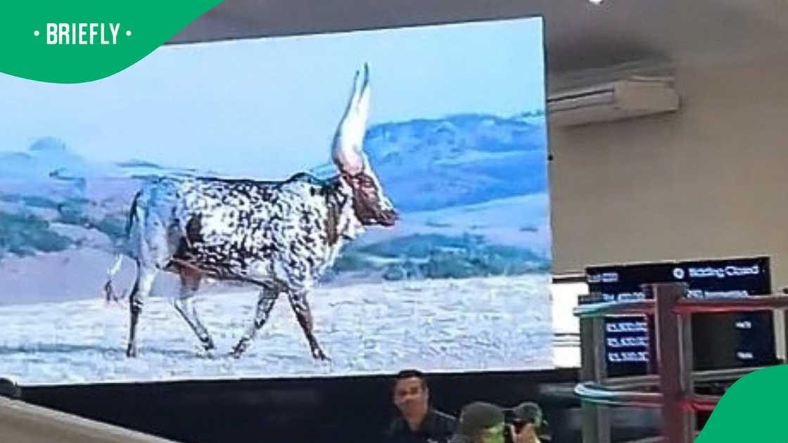 An Ankole was sold for milllions
