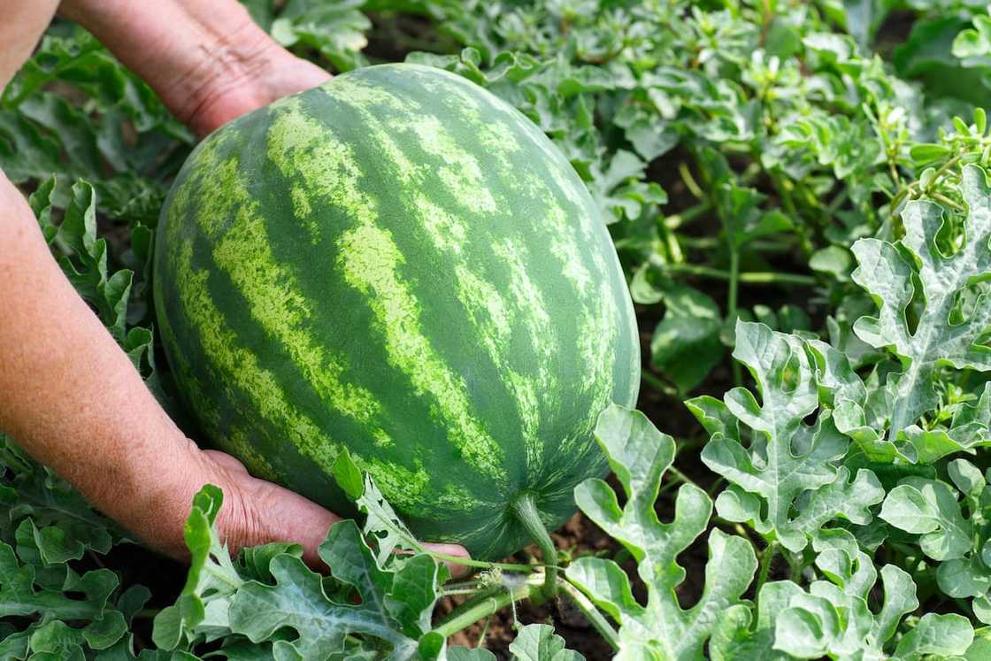 Hands of woman with watermelon growing in the garden.