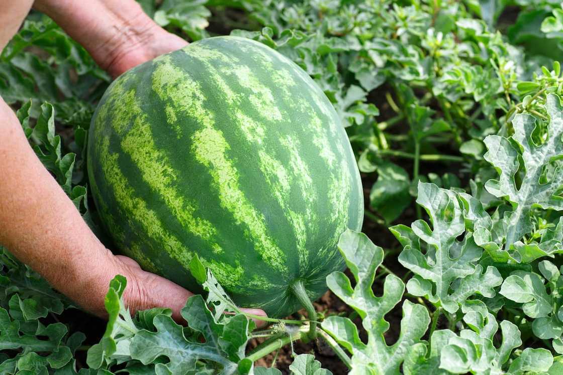 Hands of woman with watermelon growing in the garden. Hands of woman with watermelon growing in the garden.