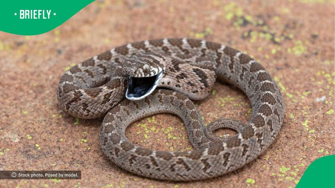 Expert shares story of man bitten by venomous snake