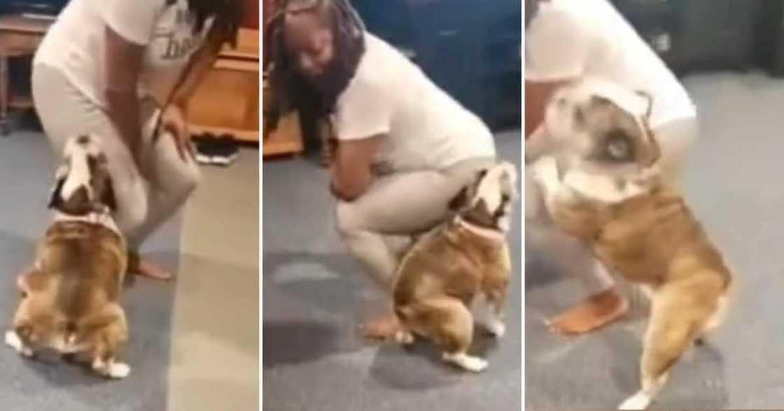 A dog twerked with his owner A dog twerked with his owner