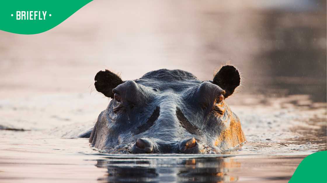 Botswana river safari tourists left shaken after hippo approaches boat