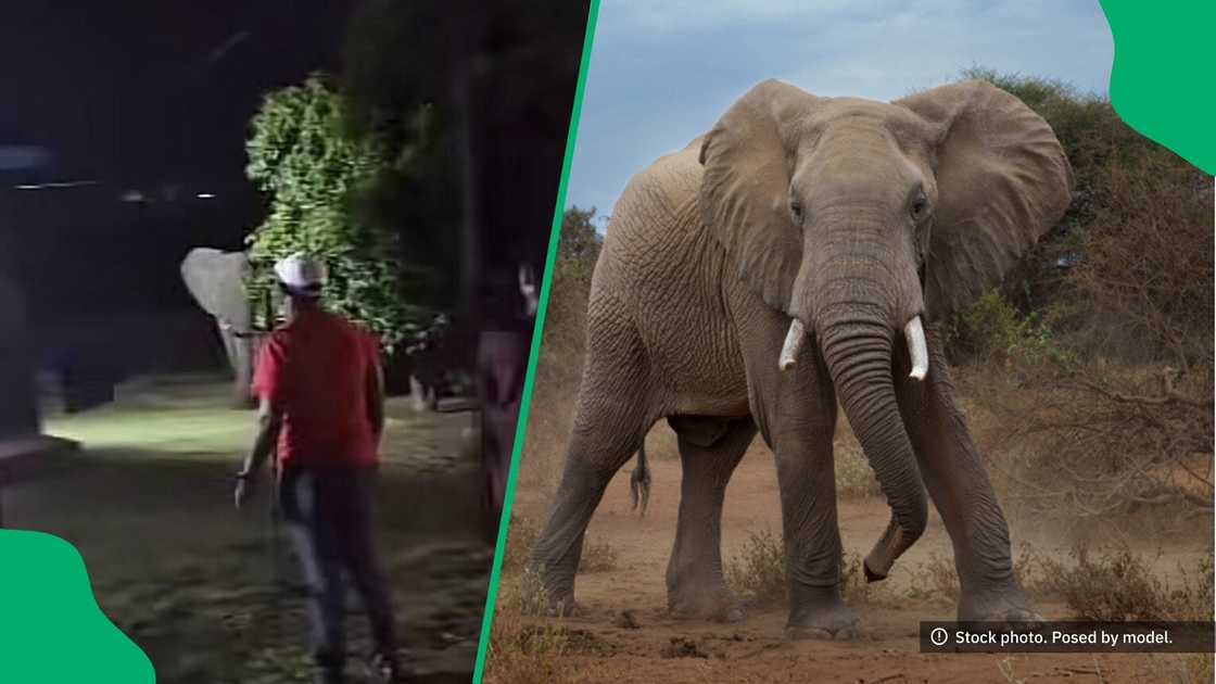A TikTok video shows an elephant invading someone's house. A TikTok video shows an elephant invading someone's house.