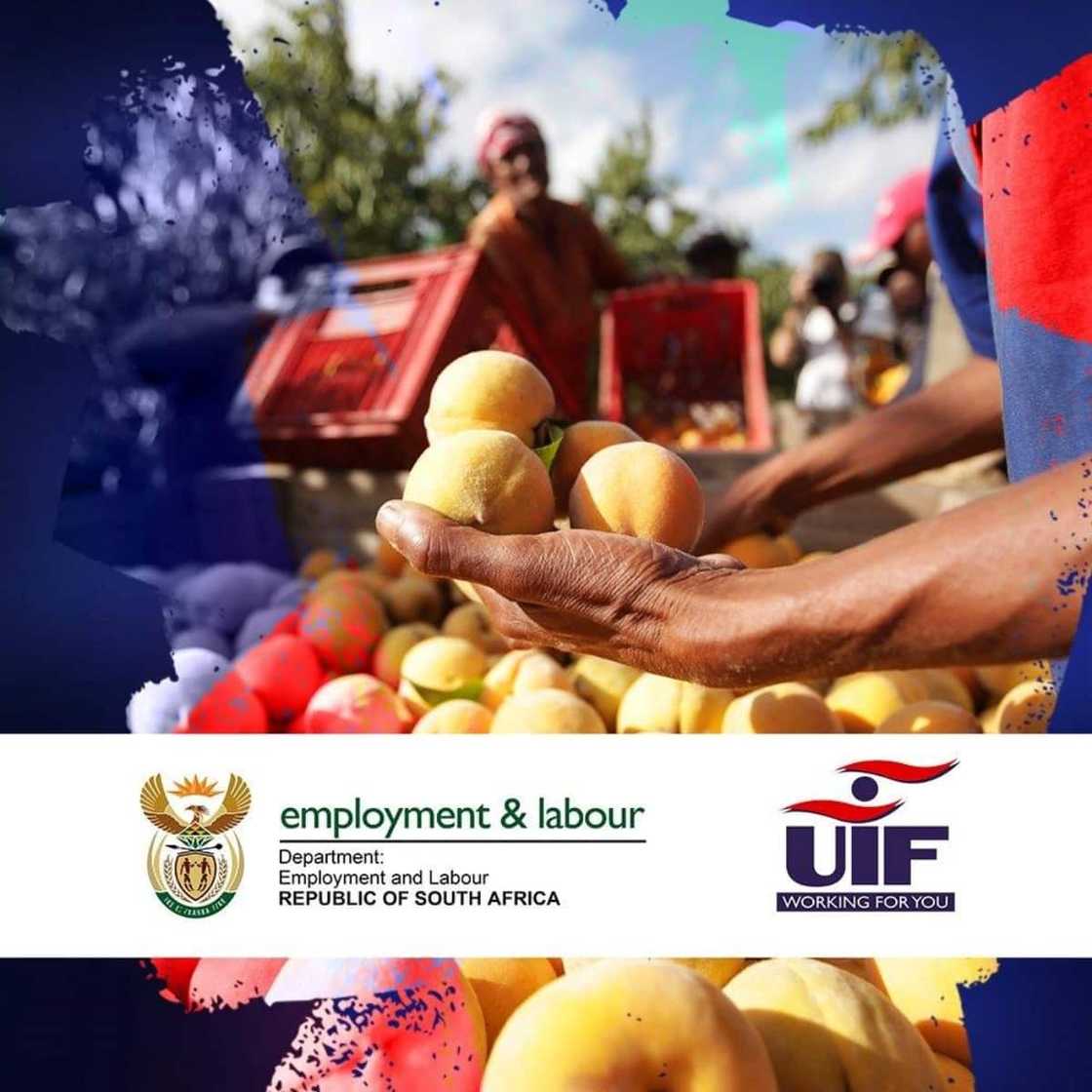 UIF sakrekenaar: hoeveel kan jy teen UIF eis 2021 UIF sakrekenaar: hoeveel kan jy teen UIF eis 2021