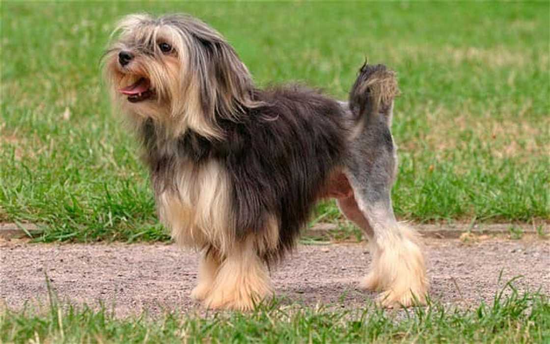 Most expensive dogs Most expensive dogs