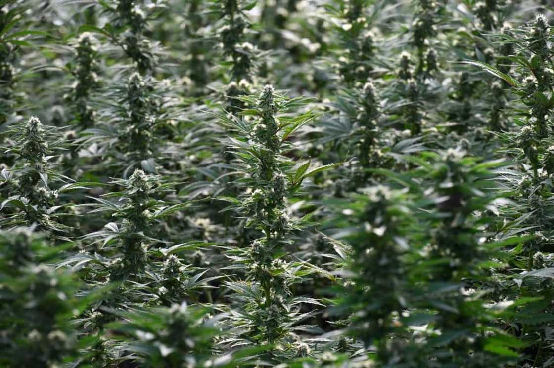Law enforcement officers find hundreds of cannabis plants on every raid Law enforcement officers find hundreds of cannabis plants on every raid