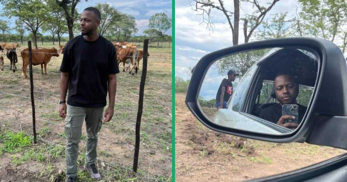 Man show off cows in TikTok video Man show off cows in TikTok video