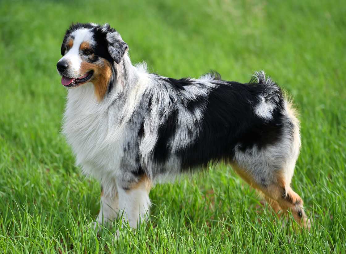 Australian shepherd in a green field.