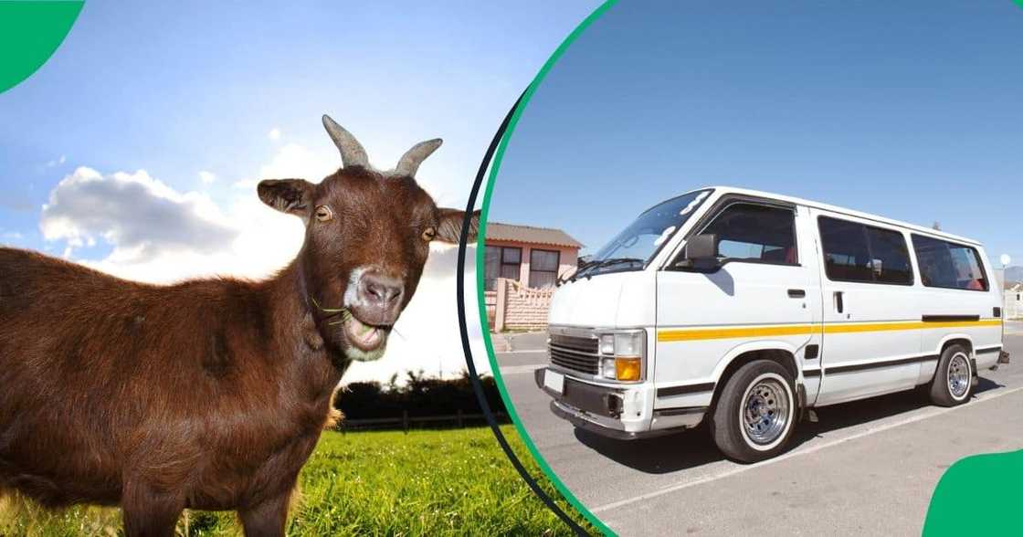 A woman hilariously boarded a taxi with two goats and left netizens in stitches. A woman hilariously boarded a taxi with two goats and left netizens in stitches.