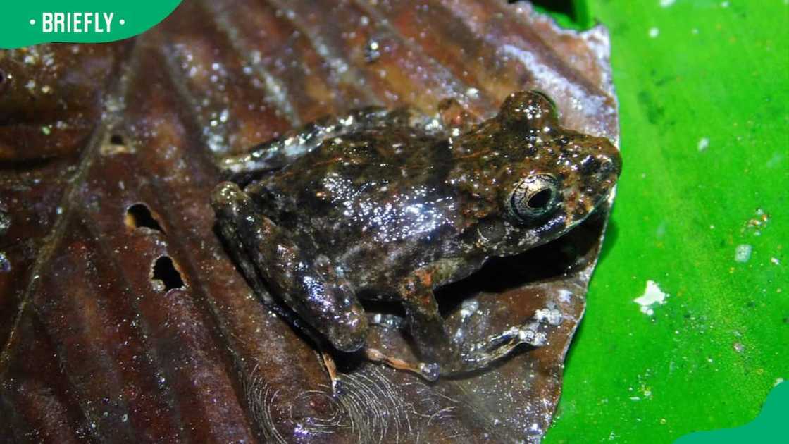 Animals that start with x Animals that start with x