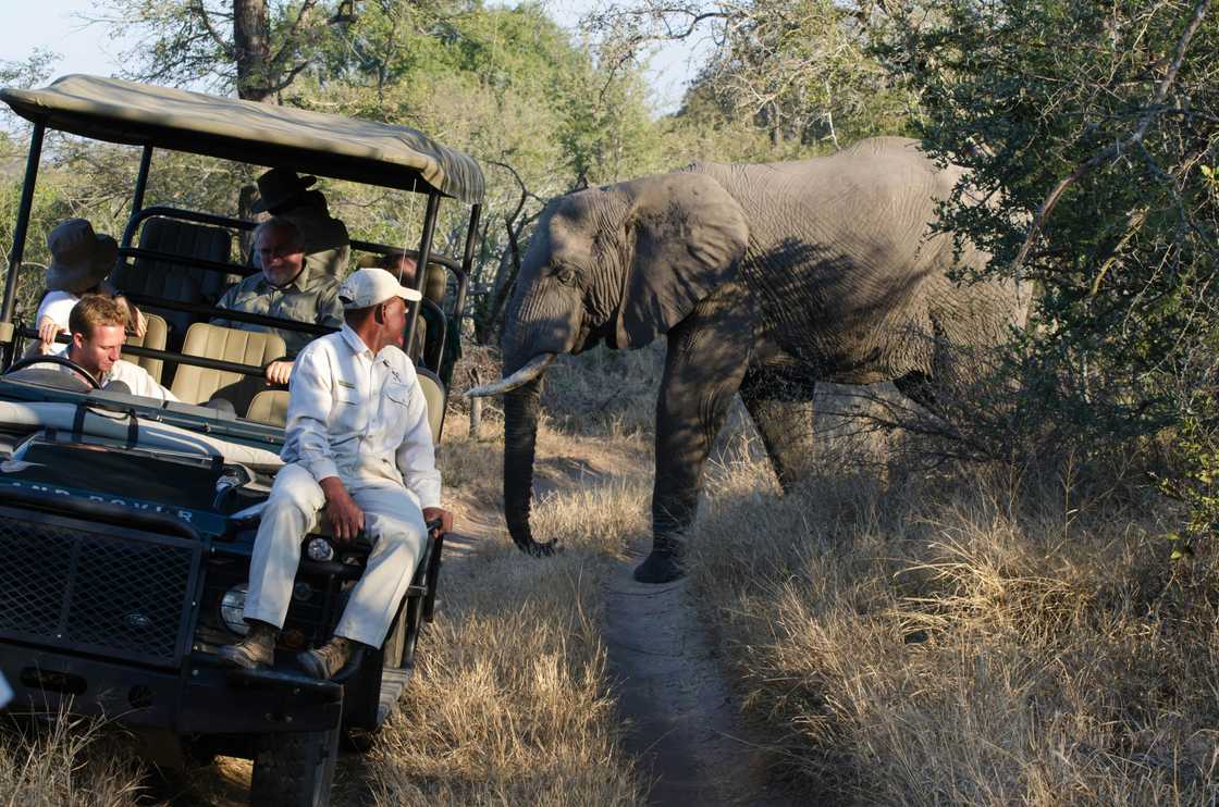 Americans anticipated game drives in South Africa