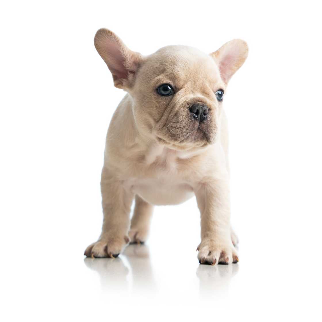 What is the most expensive bulldog? What is the most expensive bulldog?